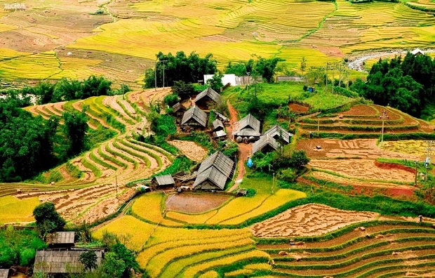 The rice harvest season is the most beautiful time to visit Tả Van and Lao Chải villages in Sapa
