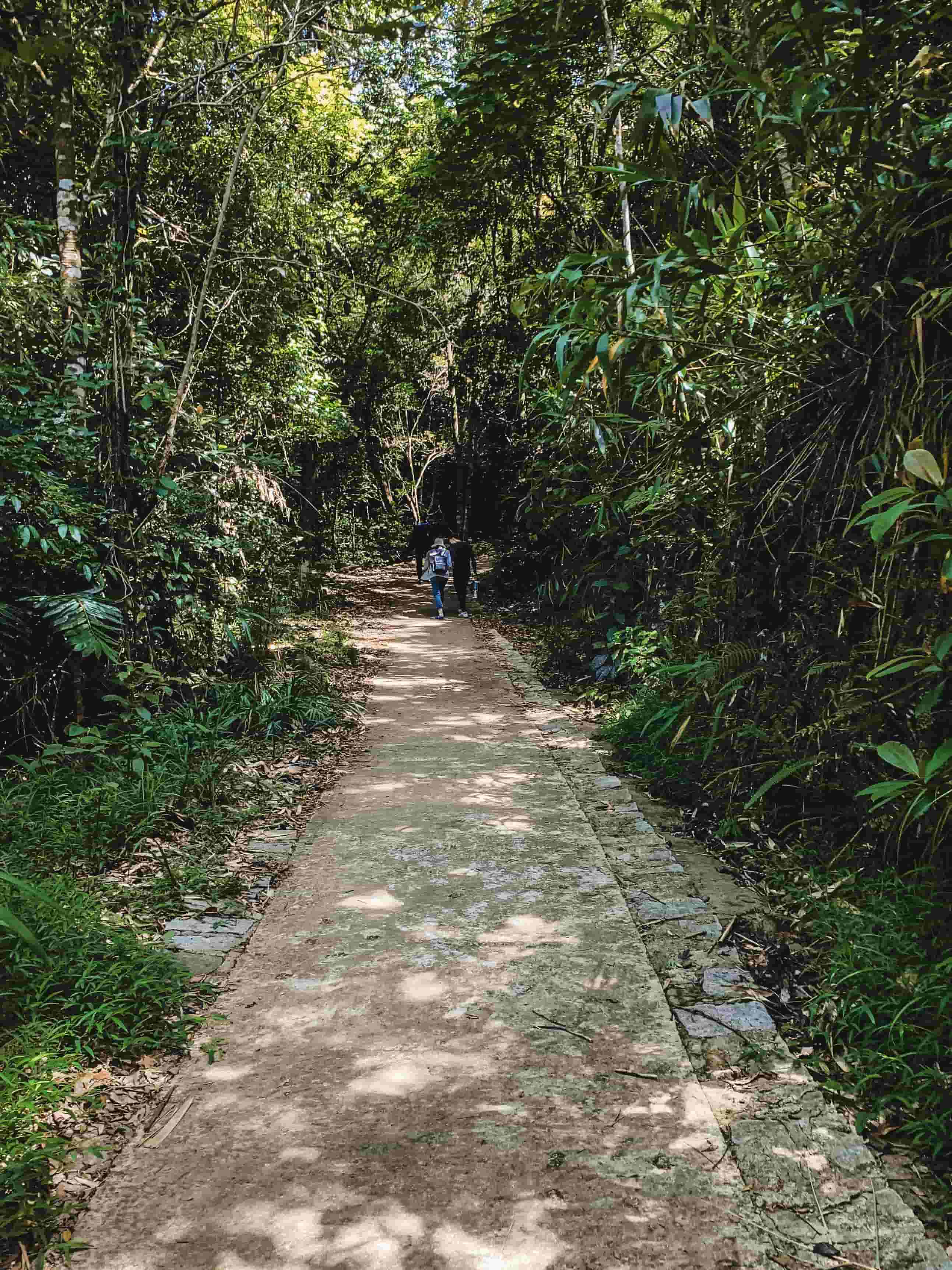 A peaceful hiking trail surrounded by greenery in Bach Ma National Park