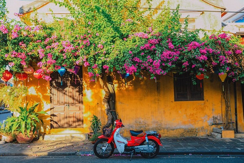 Vibrant red bougainvillea vines against old yellow walls in Hoi An.