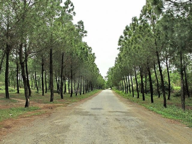 A peaceful pine tree path leading to Vong Canh Hill in Hue.