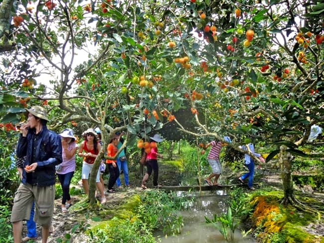 Fresh fruit picking experience at Trung An Fruit Garden near Cu Chi Tunnels